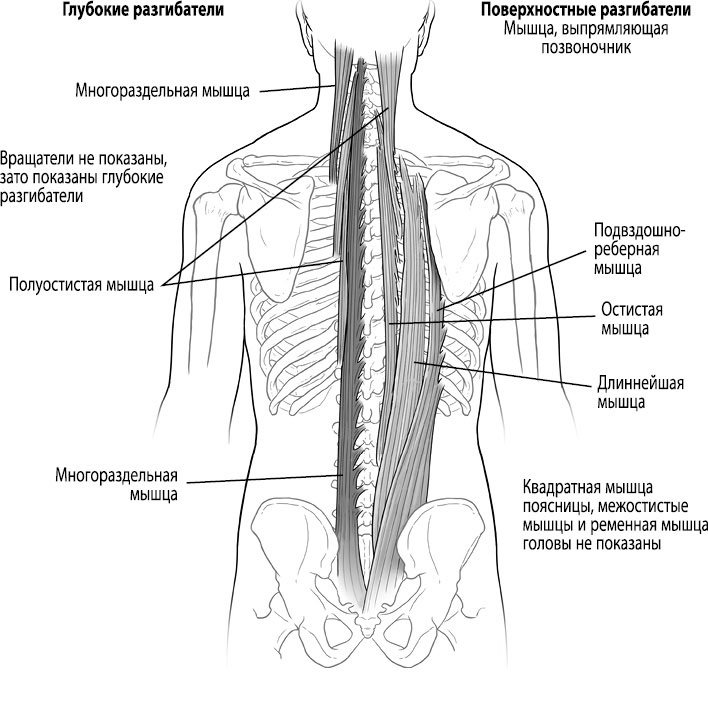Иллюстрация к книге — Тело исцеляет само себя. Глубокое изучение работы мышц и их связи с эмоциями [i_018.jpg]