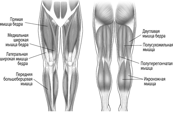 Иллюстрация к книге — Тело исцеляет само себя. Глубокое изучение работы мышц и их связи с эмоциями [i_031.jpg]
