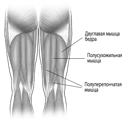 Иллюстрация к книге — Тело исцеляет само себя. Глубокое изучение работы мышц и их связи с эмоциями [i_035.jpg]