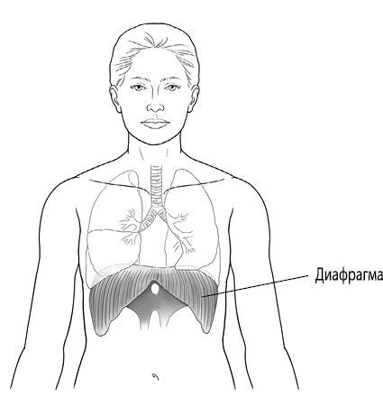 Иллюстрация к книге — Тело исцеляет само себя. Глубокое изучение работы мышц и их связи с эмоциями [i_068.jpg]