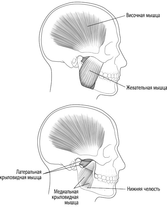 Иллюстрация к книге — Тело исцеляет само себя. Глубокое изучение работы мышц и их связи с эмоциями [i_105.jpg]