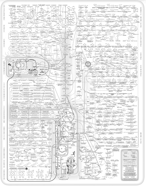 Иллюстрация к книге — Правила еды. Передовые идеи в области питания, которые позволят предотвратить распространенные заболевания [i_030.jpg]