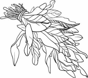 Иллюстрация к книге — Живая косметика [_02.jpg]