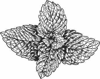 Иллюстрация к книге — Живая косметика [_04.jpg]