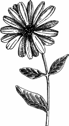 Иллюстрация к книге — Живая косметика [_11.jpg]