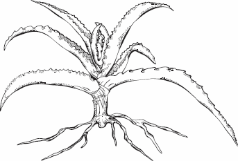 Иллюстрация к книге — Живая косметика [_17.jpg]
