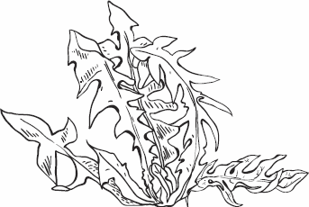 Иллюстрация к книге — Живая косметика [_19.jpg]