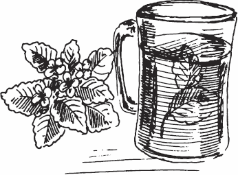 Иллюстрация к книге — Живая косметика [_32.jpg]