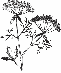 Иллюстрация к книге — Живая косметика [_33.jpg]