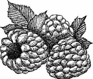 Иллюстрация к книге — Живая косметика [_34.jpg]