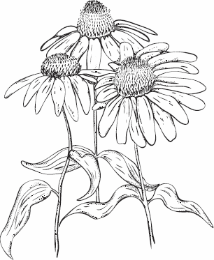 Иллюстрация к книге — Живая косметика [_44.jpg]