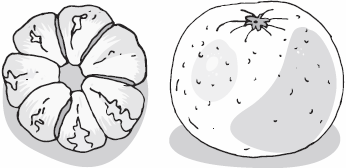 Иллюстрация к книге — Живая косметика [_46.jpg]