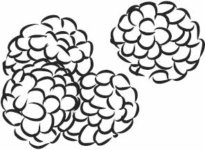 Иллюстрация к книге — Живая косметика [_48.jpg]