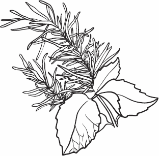 Иллюстрация к книге — Живая косметика [_56.jpg]