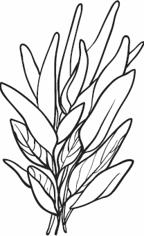 Иллюстрация к книге — Живая косметика [_57.jpg]