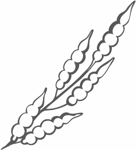 Иллюстрация к книге — Живая косметика [_60.jpg]