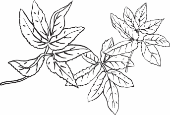 Иллюстрация к книге — Живая косметика [_61.jpg]