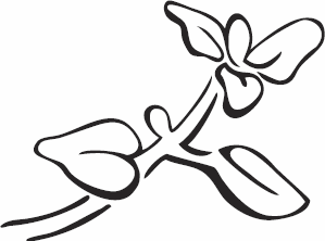 Иллюстрация к книге — Живая косметика [_68.jpg]