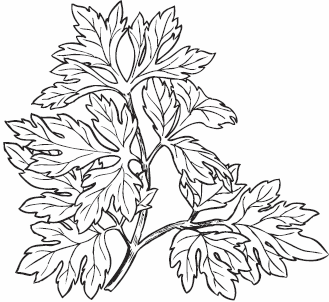 Иллюстрация к книге — Живая косметика [_90.jpg]