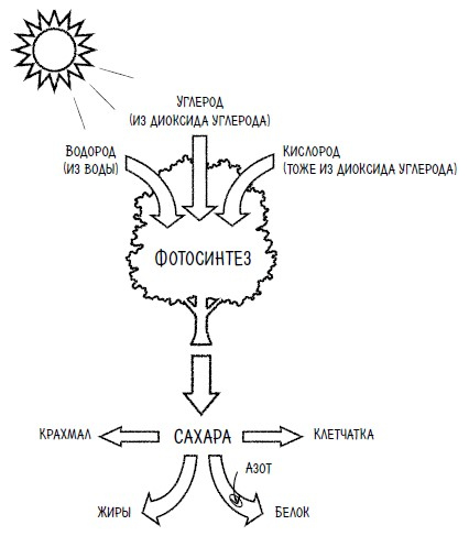Иллюстрация к книге — Ингредиенты. Странные химические свойства того, что мы едим, пьем и наносим на кожу [i_014.jpg]