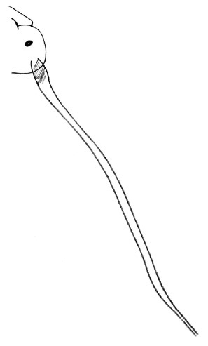 Иллюстрация к книге — Ингредиенты. Странные химические свойства того, что мы едим, пьем и наносим на кожу [i_031.jpg]