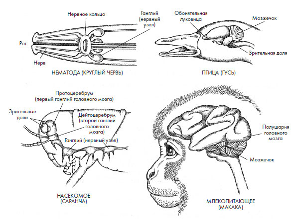 Иллюстрация к книге — Чувства: Нейробиология сенсорного восприятия [i_003.jpg]