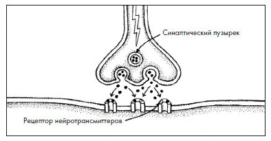 Иллюстрация к книге — Чувства: Нейробиология сенсорного восприятия [i_004.jpg]
