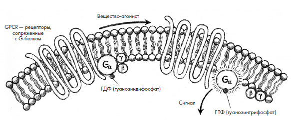 Иллюстрация к книге — Чувства: Нейробиология сенсорного восприятия [i_016.jpg]
