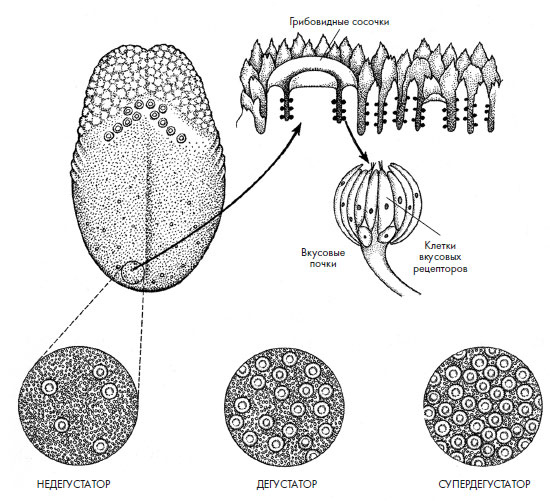 Иллюстрация к книге — Чувства: Нейробиология сенсорного восприятия [i_017.jpg]