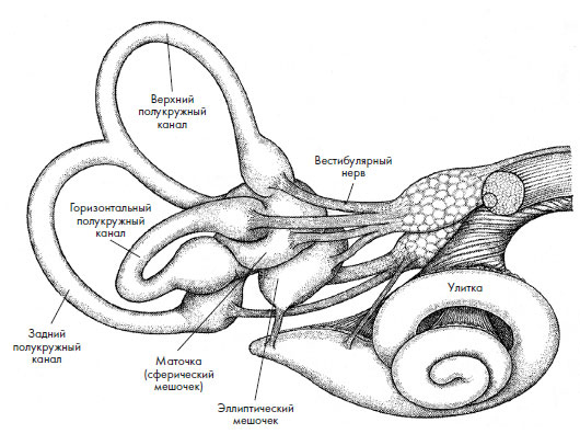 Иллюстрация к книге — Чувства: Нейробиология сенсорного восприятия [i_018.jpg]