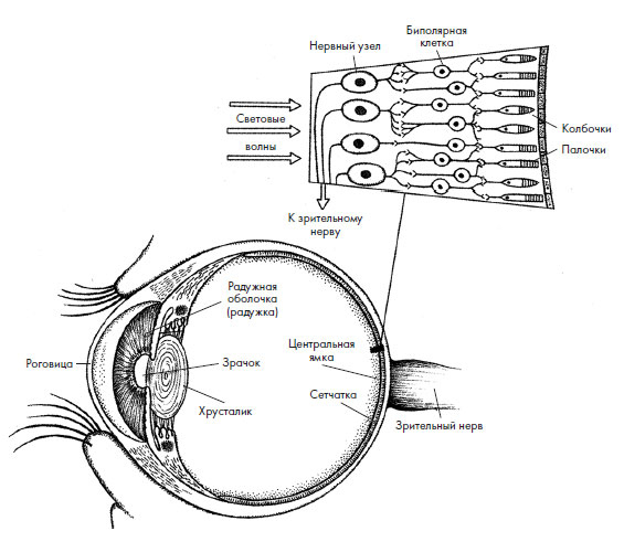 Иллюстрация к книге — Чувства: Нейробиология сенсорного восприятия [i_025.jpg]