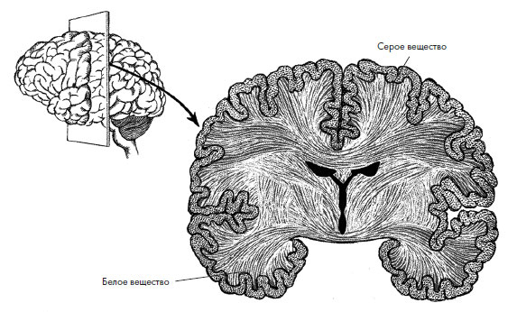 Иллюстрация к книге — Чувства: Нейробиология сенсорного восприятия [i_043.jpg]