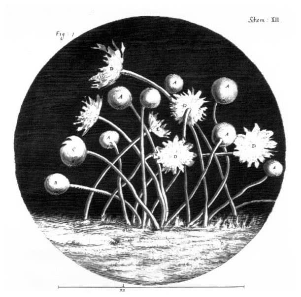 Иллюстрация к книге — Когда у Земли было две Луны. Планеты-каннибалы, ледяные гиганты, грязевые кометы и другие светила ночного неба [i_016.jpg]