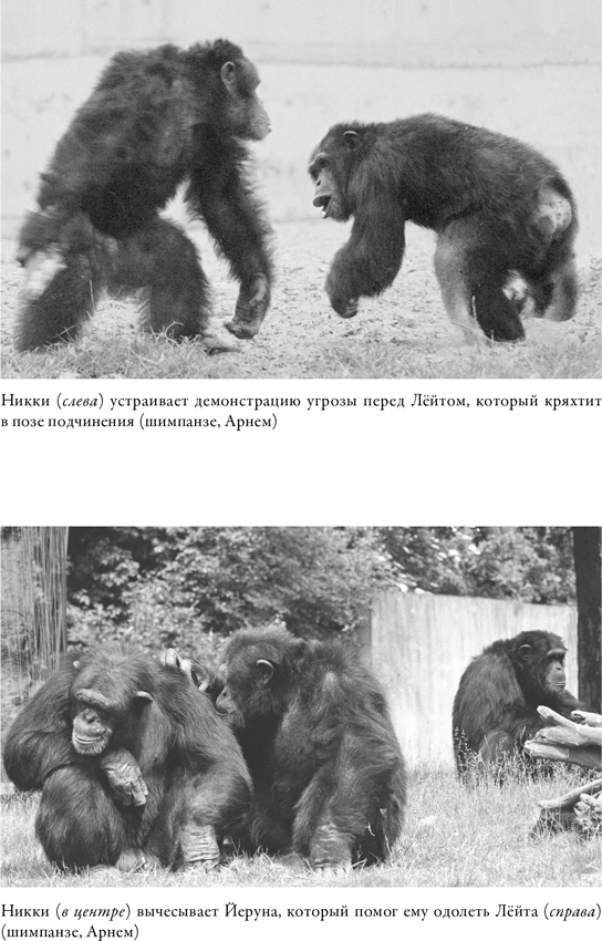 Иллюстрация к книге — Наша внутренняя обезьяна. Двойственная природа человека [i_007.jpg]