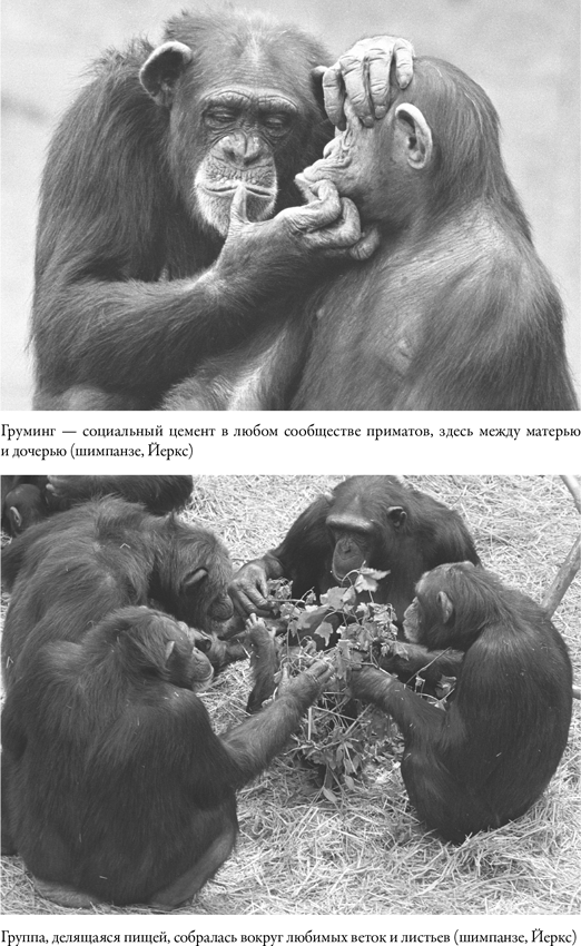 Иллюстрация к книге — Наша внутренняя обезьяна. Двойственная природа человека [i_008.jpg]