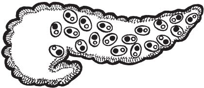 Иллюстрация к книге — Настольная книга диабетика. Как наладить жизнь с непростым диагнозом [i_002.jpg]