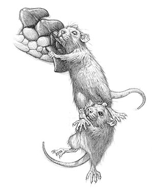 Иллюстрация к книге — Эликсир жизни [i_022.jpg]