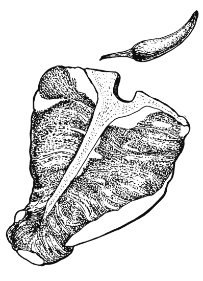 Иллюстрация к книге — Ужин с Медичи. О власти, страсти и бисквите [i_023.jpg]