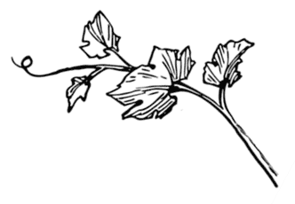 Иллюстрация к книге — Ужин с Медичи. О власти, страсти и бисквите [i_024.jpg]