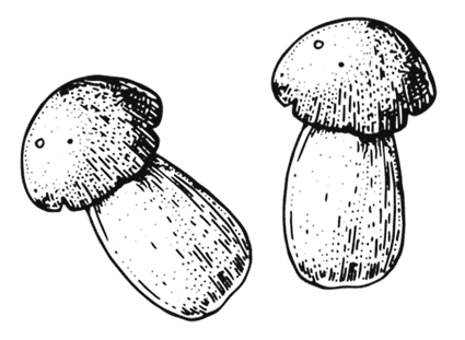 Иллюстрация к книге — Ужин с Медичи. О власти, страсти и бисквите [i_027.jpg]