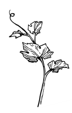 Иллюстрация к книге — Ужин с Медичи. О власти, страсти и бисквите [i_041.jpg]