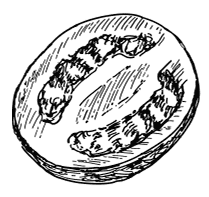 Иллюстрация к книге — Ужин с Медичи. О власти, страсти и бисквите [i_060.jpg]