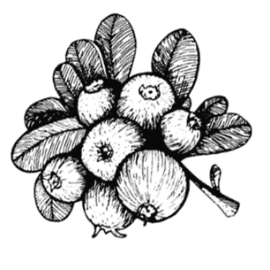 Иллюстрация к книге — Ужин с Медичи. О власти, страсти и бисквите [i_062.jpg]