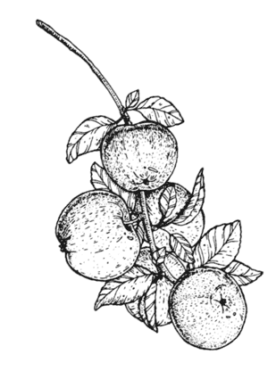 Иллюстрация к книге — Ужин с Медичи. О власти, страсти и бисквите [i_063.jpg]