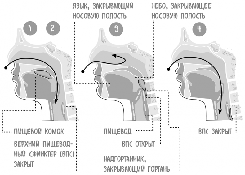 Иллюстрация к книге — Пищеварение. Как у вас с ним? Все о тесной взаимосвязи между нашим здоровьем и тем, что, сколько и когда мы едим [i_018.jpg]