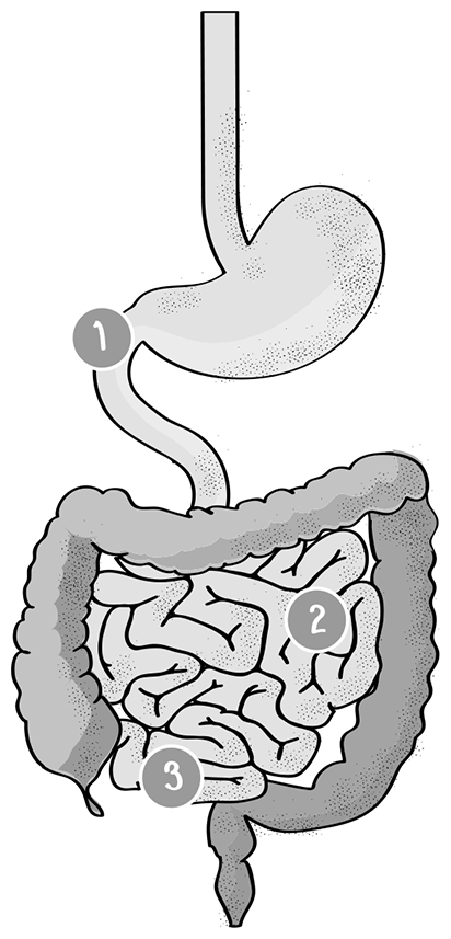 Иллюстрация к книге — Пищеварение. Как у вас с ним? Все о тесной взаимосвязи между нашим здоровьем и тем, что, сколько и когда мы едим [i_031.jpg]