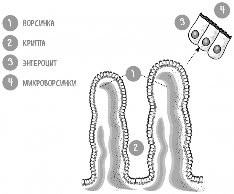 Иллюстрация к книге — Пищеварение. Как у вас с ним? Все о тесной взаимосвязи между нашим здоровьем и тем, что, сколько и когда мы едим [i_033.jpg]