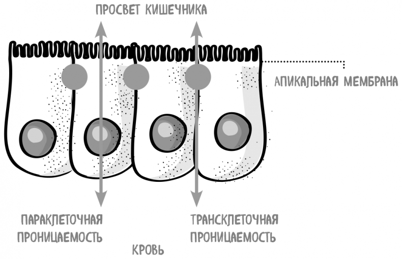 Иллюстрация к книге — Пищеварение. Как у вас с ним? Все о тесной взаимосвязи между нашим здоровьем и тем, что, сколько и когда мы едим [i_035.jpg]