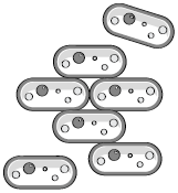 Иллюстрация к книге — Пищеварение. Как у вас с ним? Все о тесной взаимосвязи между нашим здоровьем и тем, что, сколько и когда мы едим [i_061.jpg]