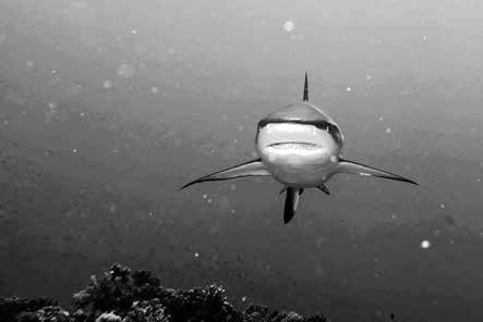 Иллюстрация к книге — Записки странствующего писателя о подводных погружениях и древних цивилизациях [i_034.jpg]